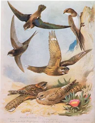 Swift, Needle tail Swift, rødhalset Nightjar, Nightjar, Egyptian Nightjar, Alpine Swift, pub. af Book Club Associates, 1972